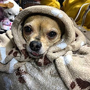 Roxy is registered to the contest to win money with this photo: dog, blanket, hood, paw_print, cozy, small_dog, indoor, person, yellow_jacket, fur, cute, pet, resting_dog, soft_texture, animal, warm, comfort, close_up, expression, tongue_out