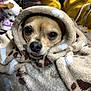 dog, blanket, hood, paw_print, cozy, small_dog, indoor, person, yellow_jacket, fur, cute, pet, resting_dog, soft_texture, animal, warm, comfort, close_up, expression, tongue_out