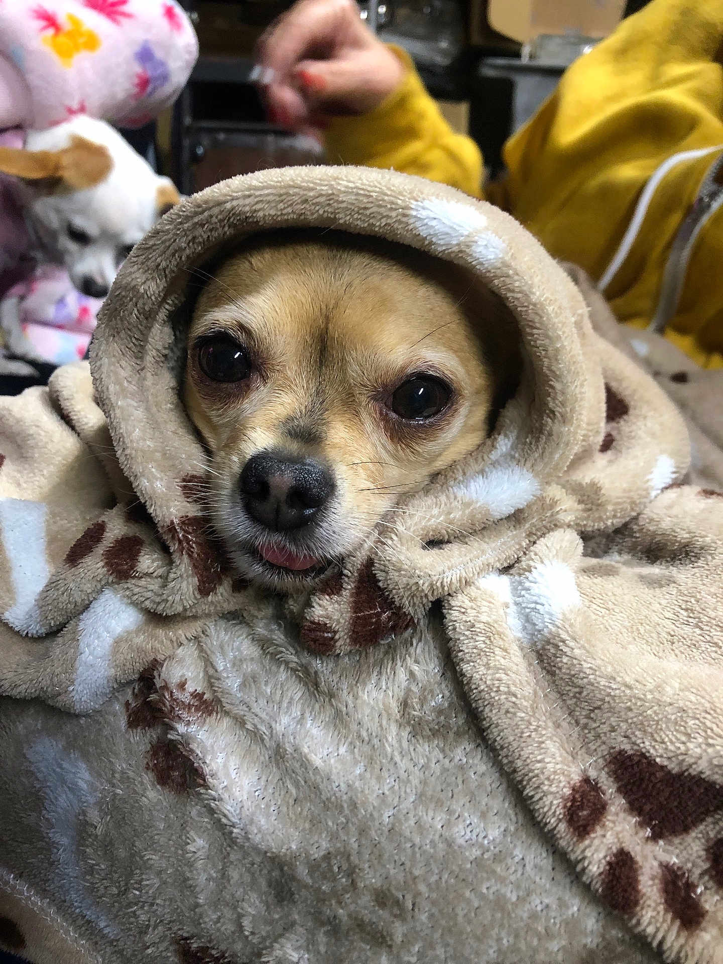Roxy is registered to the contest to win money with this photo: dog, blanket, hood, paw_print, cozy, small_dog, indoor, person, yellow_jacket, fur, cute, pet, resting_dog, soft_texture, animal, warm, comfort, close_up, expression, tongue_out