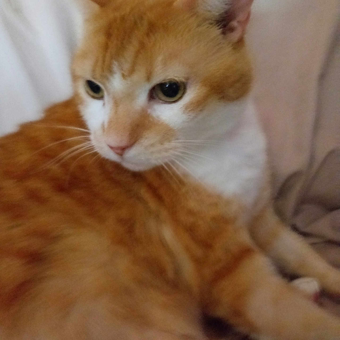 Prince participe au concours pour gagner de l'argent avec cette photo : cat, orange_cat, white_cat, pet, animal, feline, whiskers, ears, fur, closeup, portrait, indoor, resting, relaxed, cute, domestic_animal, looking_away, soft_background, sitting, calm