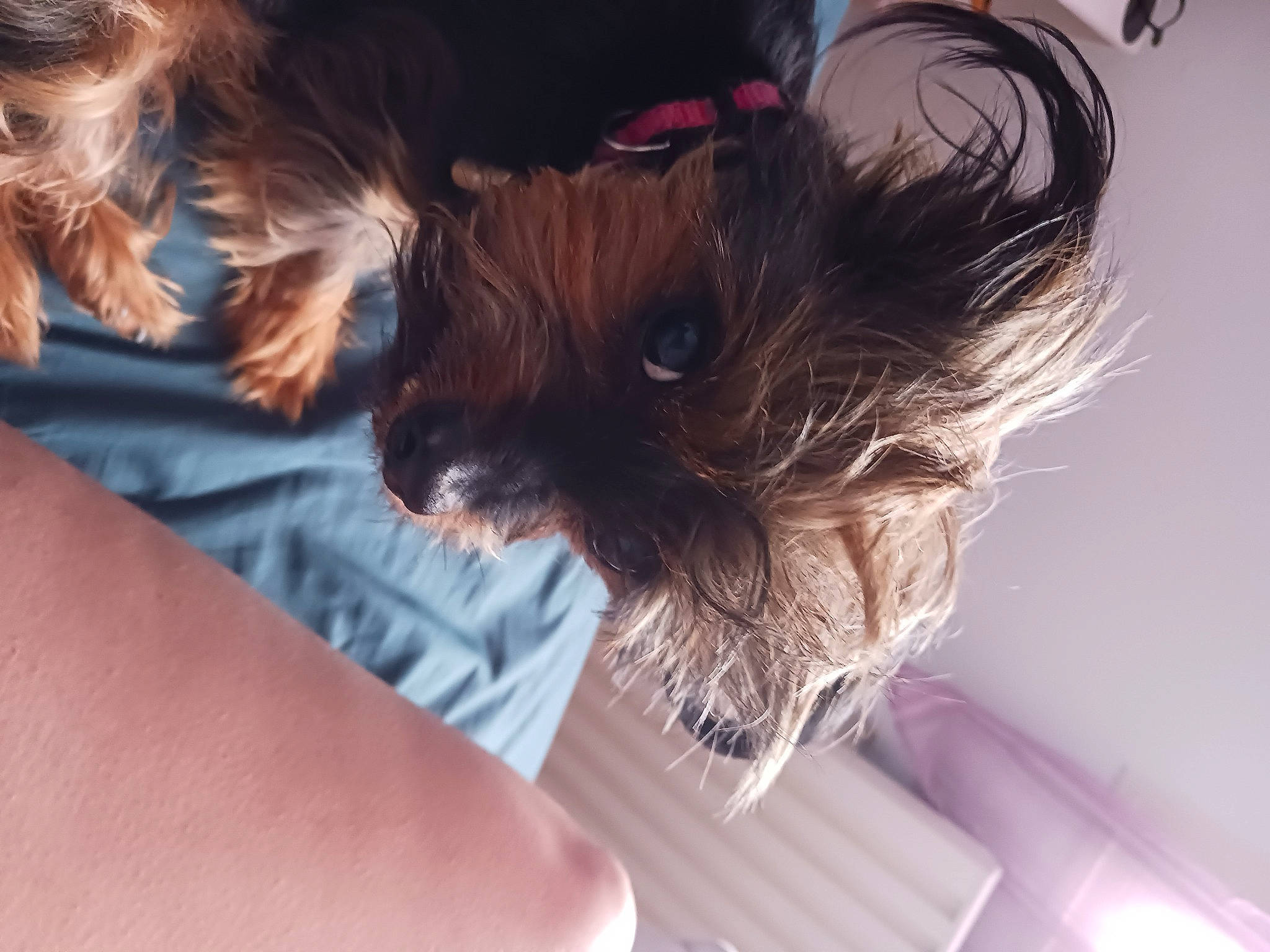 Hawaïï a rejoint le concours — aidez-le/la à gagner de superbes lots ! back, brown_hair, canidae, carnivore, comfort, companion_dog, dog, dog_breed, ear, fawn, flesh, fur, hair_coloring, human_leg, liver, long_hair, snout, sporting_group, terrier, toy_dog