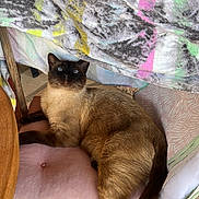 Smoky participe au concours pour gagner de l'argent avec cette photo : siamese_cat, cat, feline, wooden_chair, cushion, towel, striped_towel, blue_eyes, indoor, floor_tiles, curious, relaxed, pet, fur, tail, whiskers, looking_up, resting, cozy, wood