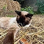 cat, siamese_cat, sleeping, paw, straw, hay, outdoor, nature, greenery, wall, stone_wall, bale, relaxing, animal, fur, resting, peaceful, daytime, closeup, mammal
