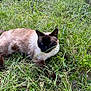 cat, siamese_cat, grass, outdoor, nature, animal, pet, relaxed, fur, greenery, ground, wildlife, mammal, laying, eyes, whiskers, ears, daylight, plant, resting