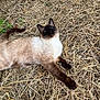 cat, siamese_cat, outdoor, hay, grass, animal, pet, feline, resting, nature, brown, white, fur, relaxed, wildlife, closeup, daylight, leaf, ground, curious