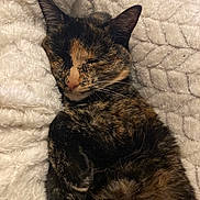 Nouchka a rejoint le concours — aidez-le/la à gagner de superbes lots ! cat, tortoiseshell, sleeping, pet, fur, whiskers, closeup, cozy, blanket, texture, resting, cute, animal, domestic, relaxed, soft, indoor, feline, nap, comfortable