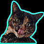 Nouchka participe au concours pour gagner de l'argent avec cette photo : cat, tortoiseshell, close_up, face, tongue_out, pet, animal, feline, ears, whiskers, green_eyes, black_background, turquoise_outline, funny_expression, cute, domestic_cat, portrait, playful, isolated, mischievous