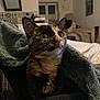 cat, tortoiseshell_cat, blanket, indoor, cozy, pet, animal, fur, curious, sitting, home, comfort, soft_light, furniture, background, domestic, whiskers, ears, closeup, portrait