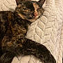 Nouchka a rejoint le concours — aidez-le/la à gagner de superbes lots ! cat, tortoiseshell, sleeping, pet, hand, blanket, cozy, fur, paw, relaxed, indoor, comfort, texture, white, closeup, animal, cute, resting, soft, home