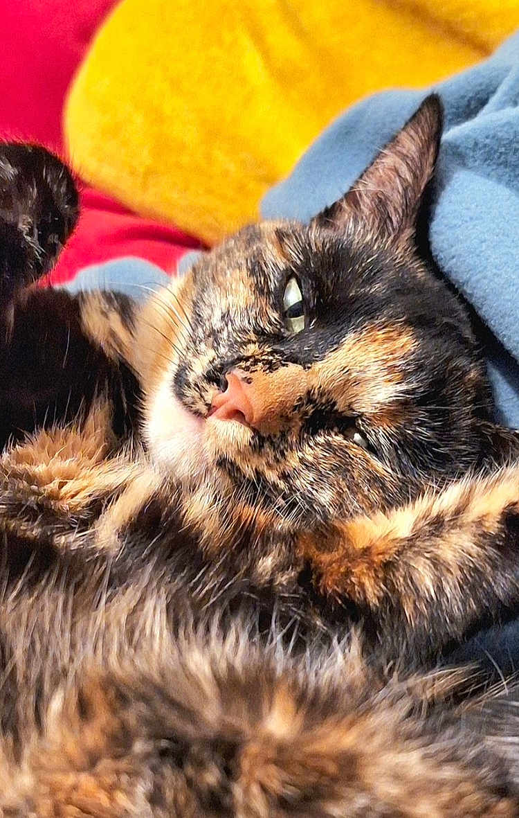 Nouchka a rejoint le concours — aidez-le/la à gagner de superbes lots ! cat, tortoiseshell, close_up, relaxed, sleeping, fur, pet, animal, cozy, blanket, indoor, cute, whiskers, nap, soft, feline, resting, warm, colorful, comfort
