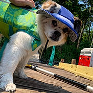 Toby joined the competition — help win amazing prizes! dog, life_jacket, hat, dock, wooden, outdoor, pet, canine, summer, sun_hat, hand, green, blue, trees, boat, water, nature, curious, leash, adventure