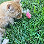 Zach joined the competition — help win amazing prizes! animal, cat, close_up, curious, cute, flower, fur, grass, greenery, kitten, nature, orange_cat, outdoor, paw, pet, pink_flower, relaxing, sniffing, whiskers, young_cat