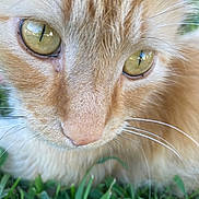 Zach joined the competition — help win amazing prizes! animal, cat, close_up, curious, eyes, face, feline, fluffy, fur, golden_eyes, grass, macro, nature, orange_cat, outdoor, pet, portrait, soft, whiskers, whiskers_visible