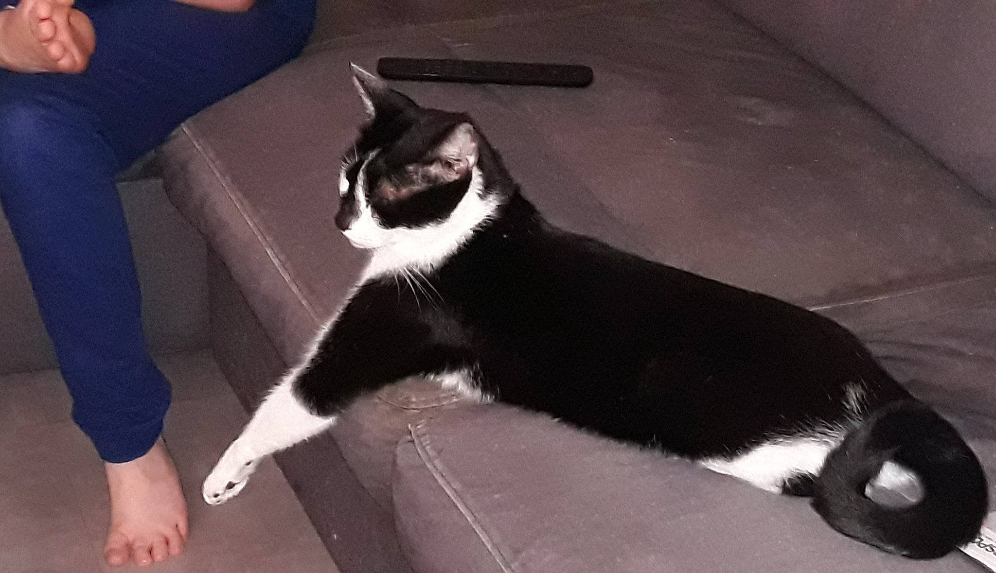 Omalet a rejoint le concours — aidez-le/la à gagner de superbes lots ! black_cat, carnivore, cat, comfort, domestic_short_haired_cat, felidae, flooring, foot, formal_wear, fur, human_leg, monochrome_photography, paw, photo_caption, shadow, sitting, small_to_medium_sized_cats, snout, tail, whiskers