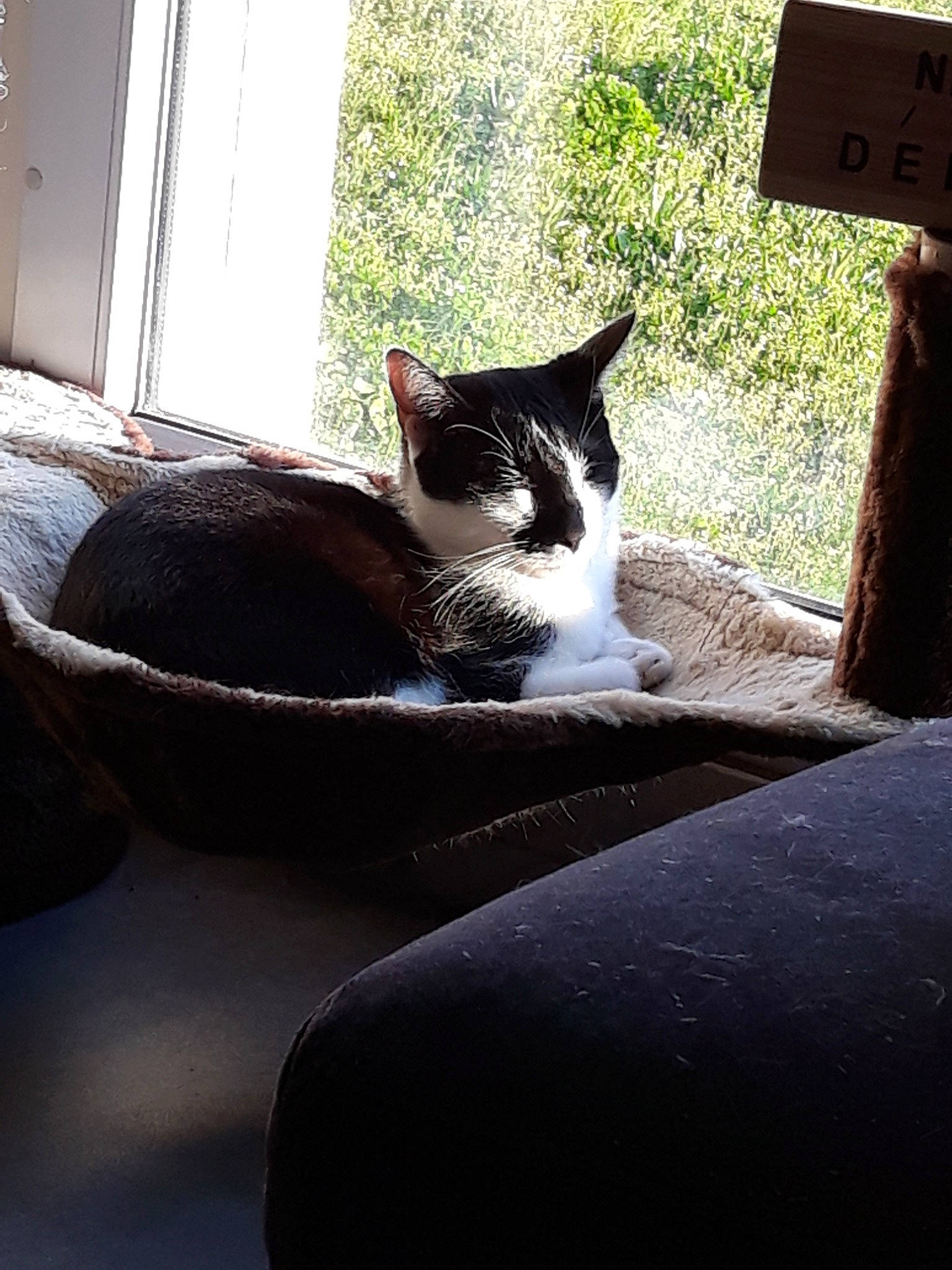 Omalet participe au concours pour gagner de l'argent avec cette photo : carnivore, cat, domestic_short_haired_cat, felidae, fur, furniture, home, house, plant, polydactyl_cat, sitting, sky, small_to_medium_sized_cats, snout, sunlight, table, tail, tree, whiskers, window