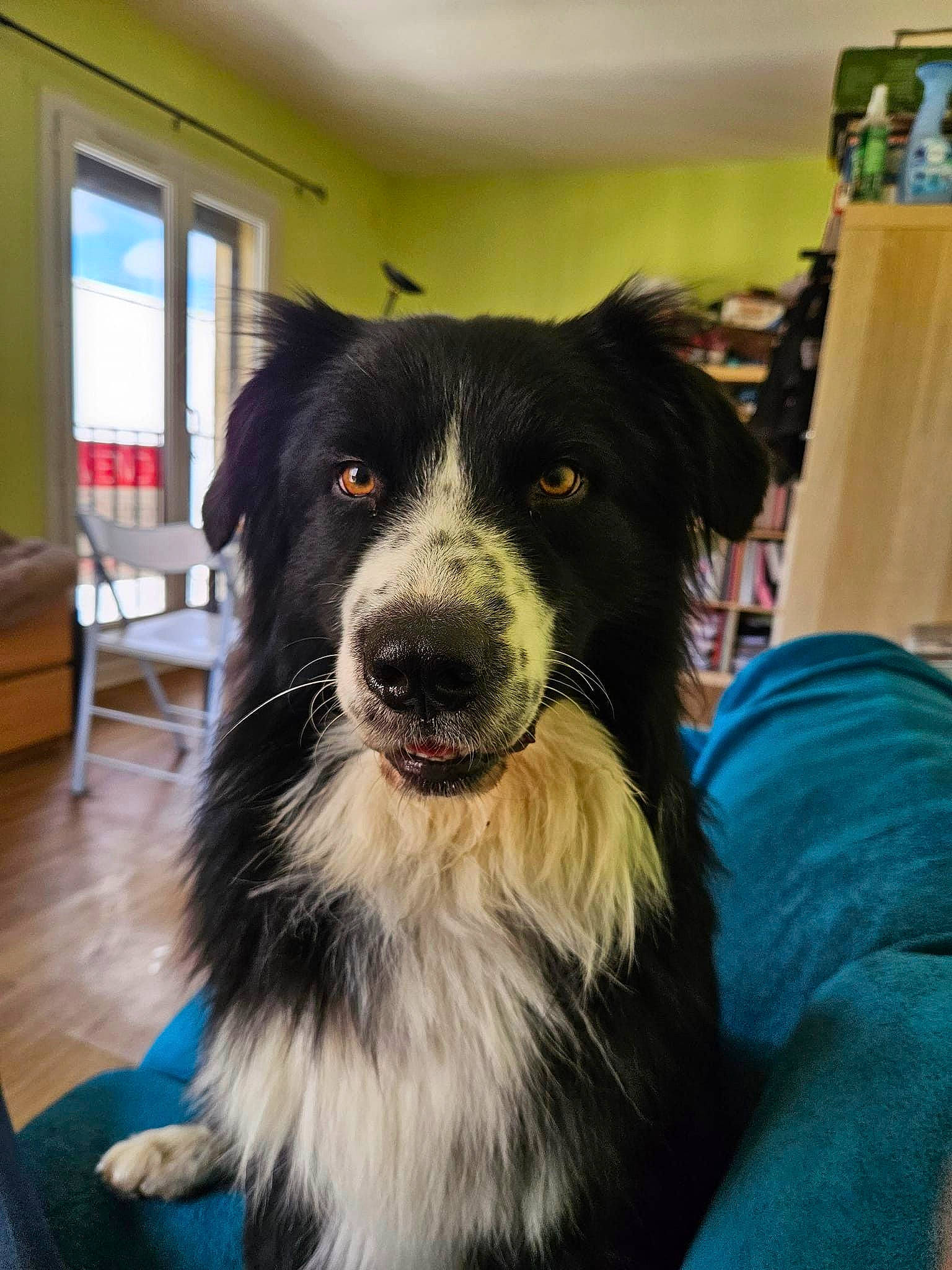 Twinky a rejoint le concours — aidez-le/la à gagner de superbes lots ! ball, border_collie, canidae, carnivore, carton, collar, companion_dog, dog, dog_breed, dog_collar, dog_supply, fur, herding_dog, shipping_box, smile, snout, sporting_group, whiskers, window, working_dog