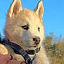 puppy, dog, husky, pet, close_up, portrait, fur, ears, paw, harness, leash, shoulder, human_arm, outdoor, blue_sky, sunlight, nature, trees, adorable, young