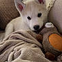 Alpha participe au concours pour gagner de l'argent avec cette photo : puppy, dog, husky_puppy, pet, plush_toy, blanket, couch, indoor, close_up, fur, ears, eyes, nose, toy, cozy, soft_texture, home_interior, lying_down, looking_at_camera, adorable
