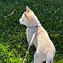 Alpha a rejoint le concours — aidez-le/la à gagner de superbes lots ! dog, puppy, grass, leash, collar, pet_tag, outdoor, sunlight, greenery, fur, tail, ears, profile, standing, lawn, nature, young_dog, walking, cute, back_view