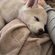 Alpha participe au concours pour gagner de l'argent avec cette photo : dog, puppy, sleeping, blanket, fur, ear, nose, closed_eyes, cozy, plush, human_arm, bed, indoor, resting, cuddly, soft_texture, portrait, close_up, calm, napping
