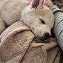 dog, puppy, sleeping, blanket, fur, ear, nose, closed_eyes, cozy, plush, human_arm, bed, indoor, resting, cuddly, soft_texture, portrait, close_up, calm, napping