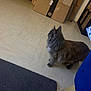 Shiva a rejoint le concours — aidez-le/la à gagner de superbes lots ! cat, fluffy, indoor, floor, cardboard_boxes, furniture, rug, tile_floor, side_view, walking, pet, mammal, domestic_animal, curious, home, blue_fabric, wood, grey, brown, quiet