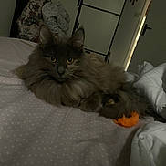 Shiva participe au concours pour gagner de l'argent avec cette photo : cat, fluffy, long_hair, bed, blanket, toy, orange, indoor, relaxed, animal, pet, feline, resting, soft, cozy, dotted_pattern, background, door, dim_light, comfortable