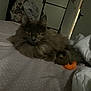 cat, fluffy, long_hair, bed, blanket, toy, orange, indoor, relaxed, animal, pet, feline, resting, soft, cozy, dotted_pattern, background, door, dim_light, comfortable