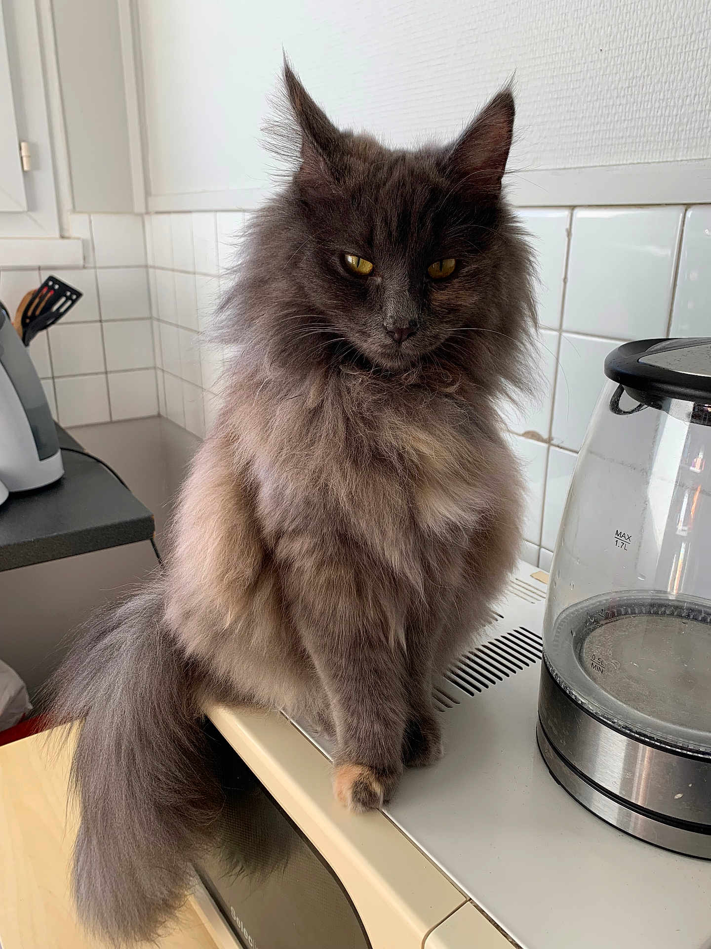 Shiva a rejoint le concours — aidez-le/la à gagner de superbes lots ! cat, fluffy, gray, yellow_eyes, kitchen, countertop, electric_kettle, appliance, pet, domestic_animal, fur, tail, sitting, indoor, tile_wall, household, cute, feline, whiskers, portrait