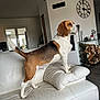 animal, beagle, canine, computerhardware, cushion, dog, dogbed, electronics, furniture, hardware, homedecor, hound, indoors, interiordesign, monitor, person, pet, screen