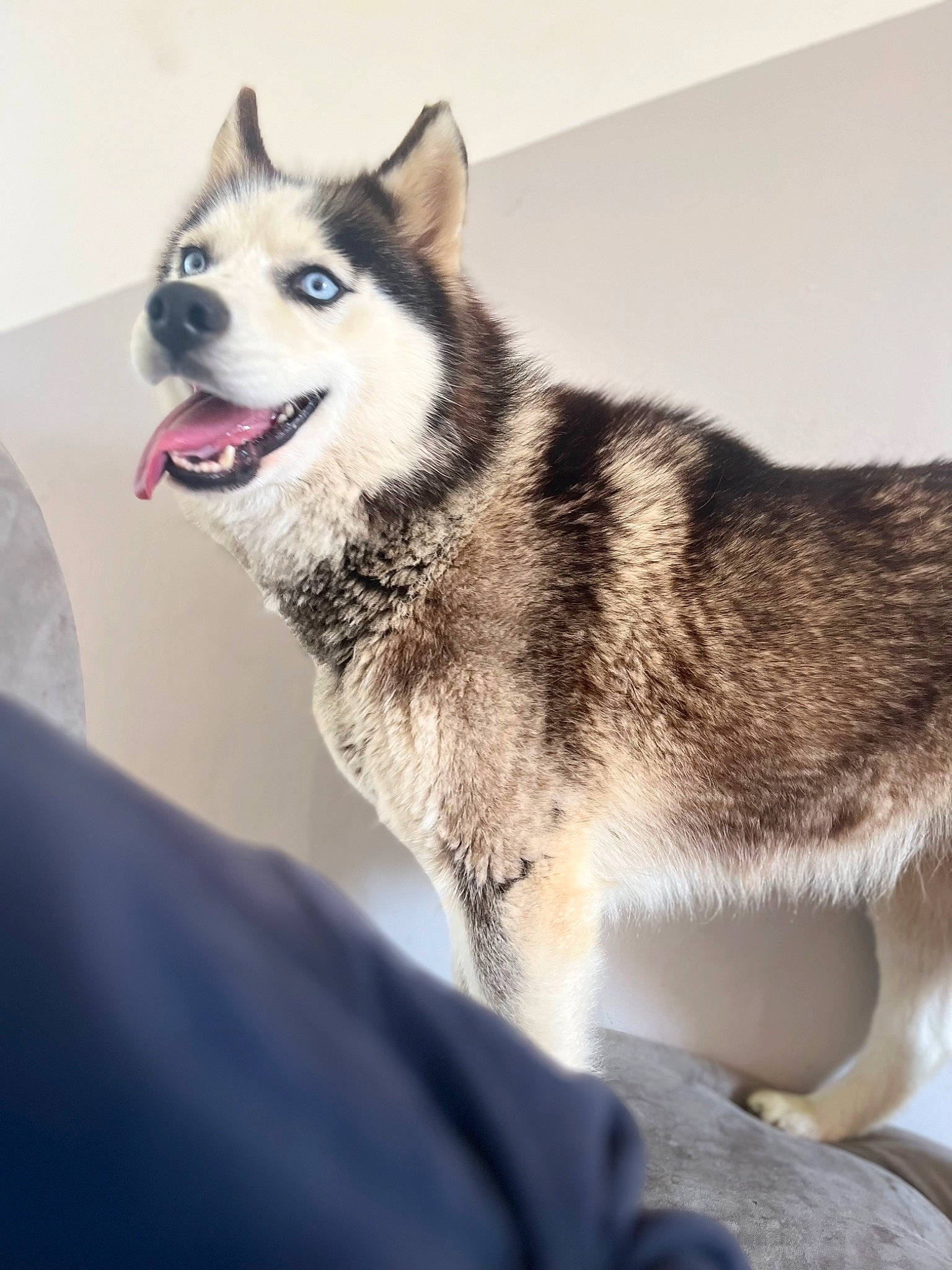 Leïka a rejoint le concours — aidez-le/la à gagner de superbes lots ! ancient_dog_breeds, canidae, canis, carnivore, collar, companion_dog, dog, dog_breed, fur, jaw, metal, pet_supply, siberian_husky, sled_dog, snout, sporting_group, terrestrial_animal, working_animal, working_dog