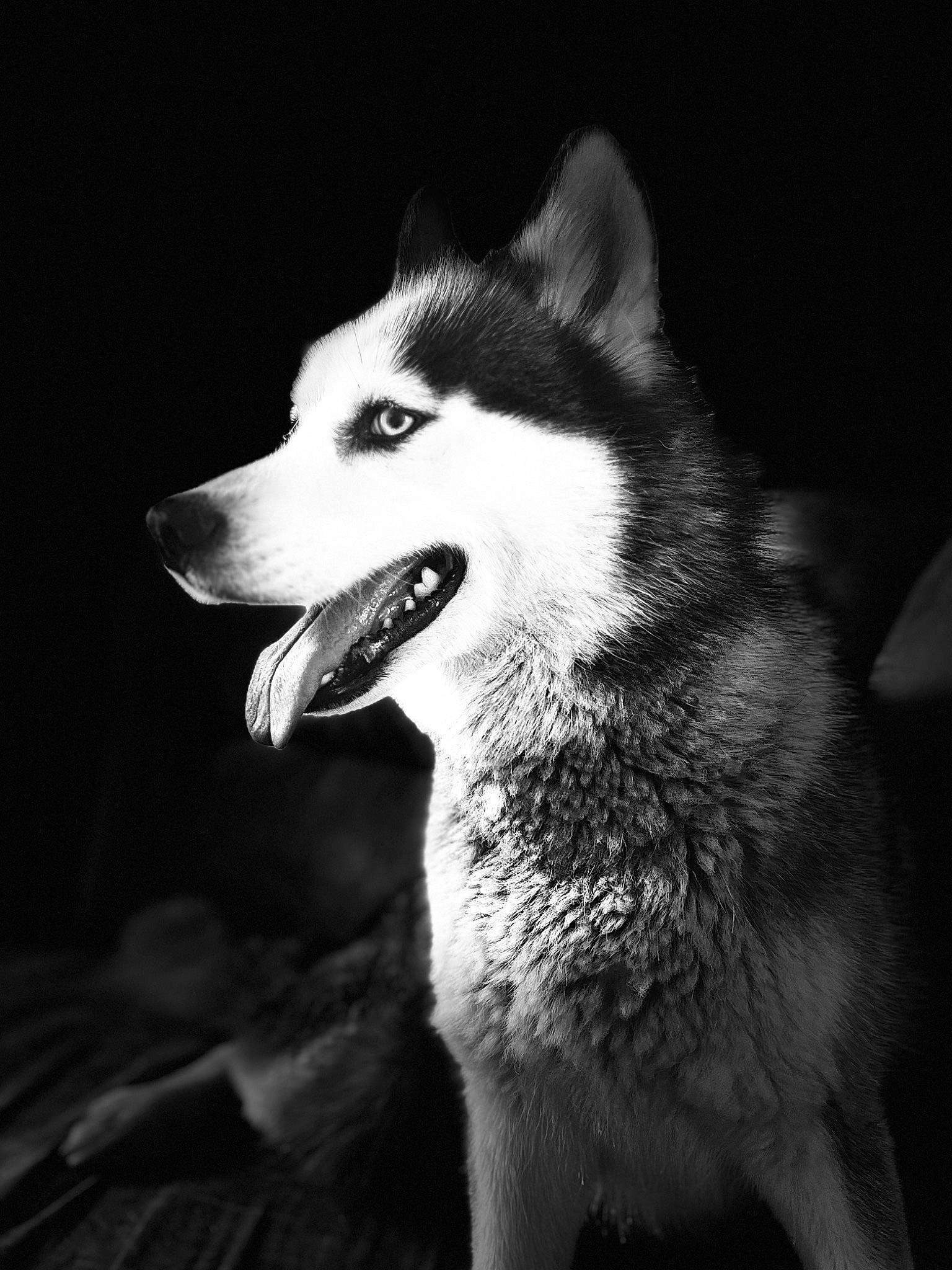 Leïka a rejoint le concours — aidez-le/la à gagner de superbes lots ! canis, carnivore, darkness, dog, dog_breed, eye, flash_photography, fur, head, jaw, monochrome, monochrome_photography, night, sled_dog, snout, stock_photography, style, terrestrial_animal, tree, whiskers