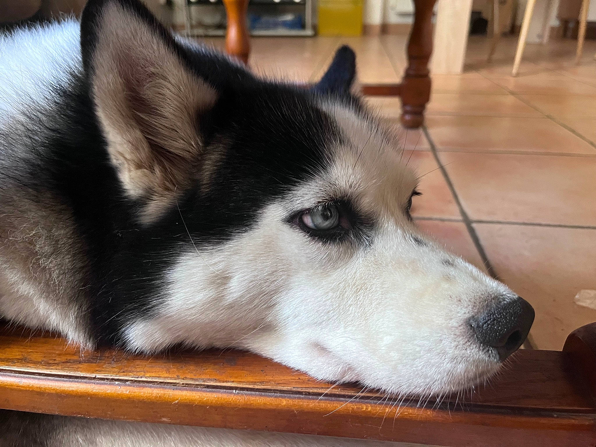 Leïka participe au concours pour gagner de l'argent avec cette photo : canidae, carnivore, collar, companion_dog, dog, dog_breed, flooring, fur, jaw, non_sporting_group, siberian_husky, sled_dog, snout, sporting_group, terrestrial_animal, whiskers, window, wood, working_animal, working_dog