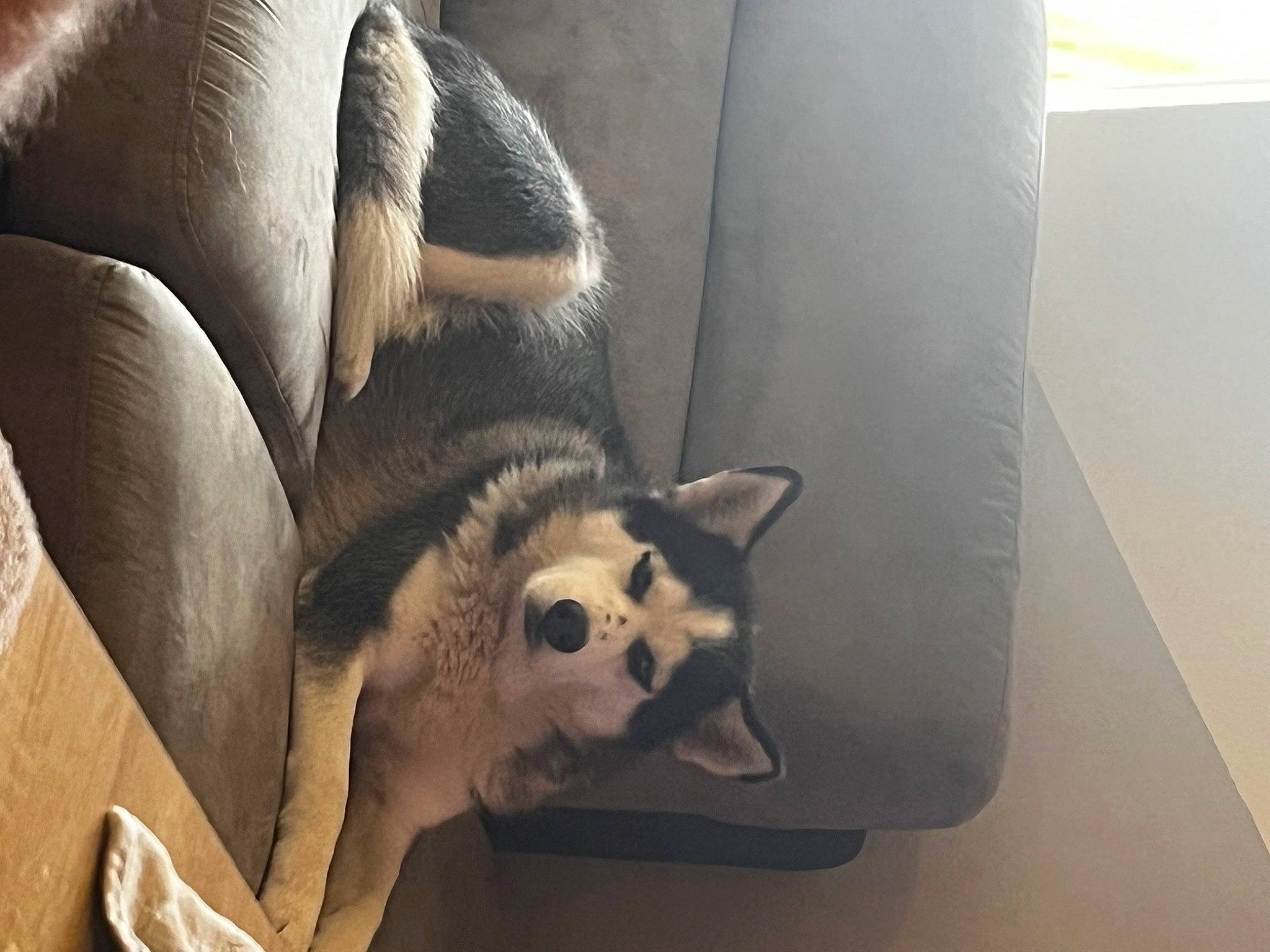 Leïka participe au concours pour gagner de l'argent avec cette photo : automotive_design, canidae, car_seat, carnivore, comfort, companion_dog, couch, dog, dog_breed, fawn, foot, fur, head_restraint, room, snout, sporting_group, tail, terrestrial_animal, whiskers, working_animal