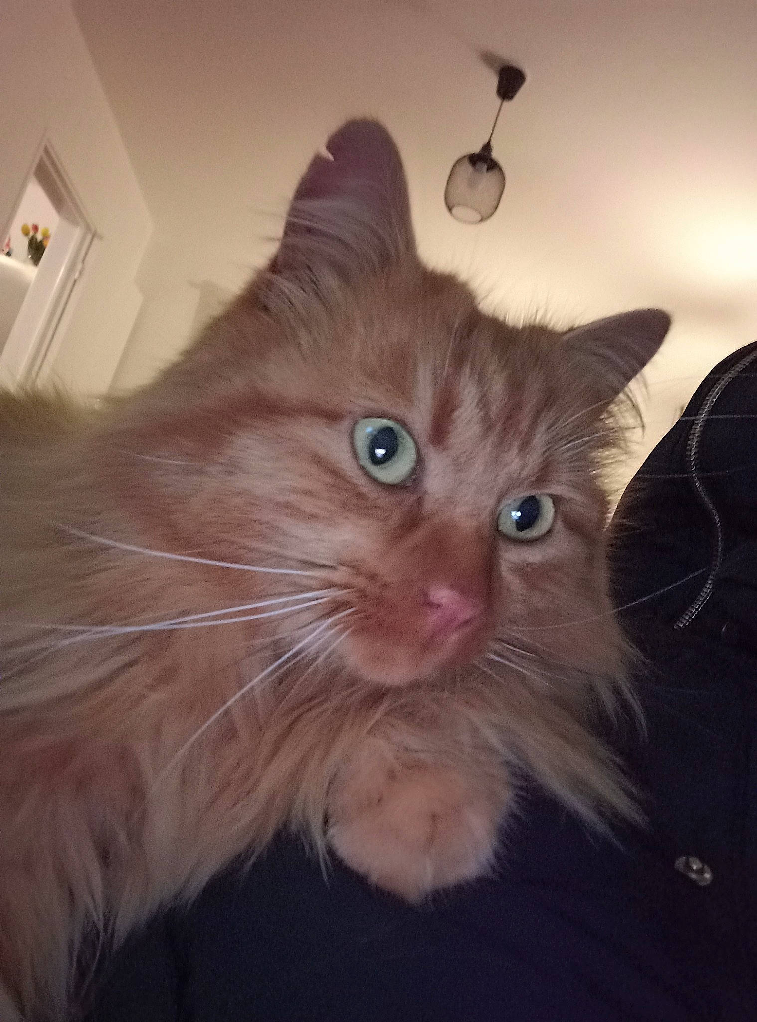 Chouchou participe au concours pour gagner de l'argent avec cette photo : box, carnivore, cat, domestic_short_haired_cat, fawn, felidae, fur, small_to_medium_sized_cats, snout, wall_plate, whiskers, window, wood