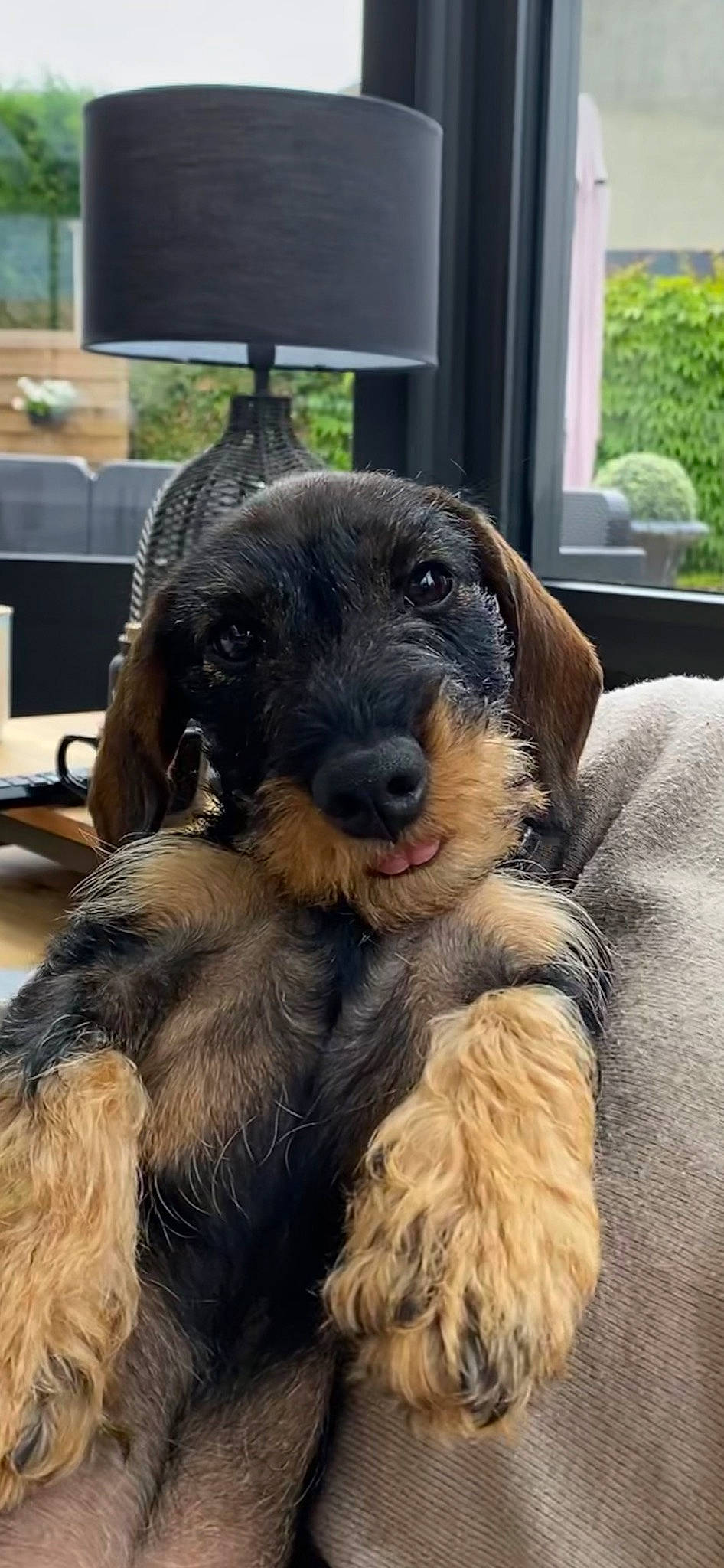 Truffe participe au concours pour gagner de l'argent avec cette photo : canidae, carnivore, companion_dog, dog, dog_breed, fur, hunting_dog, plant, snout, sporting_group, terrestrial_animal, whiskers, window, working_animal, working_dog