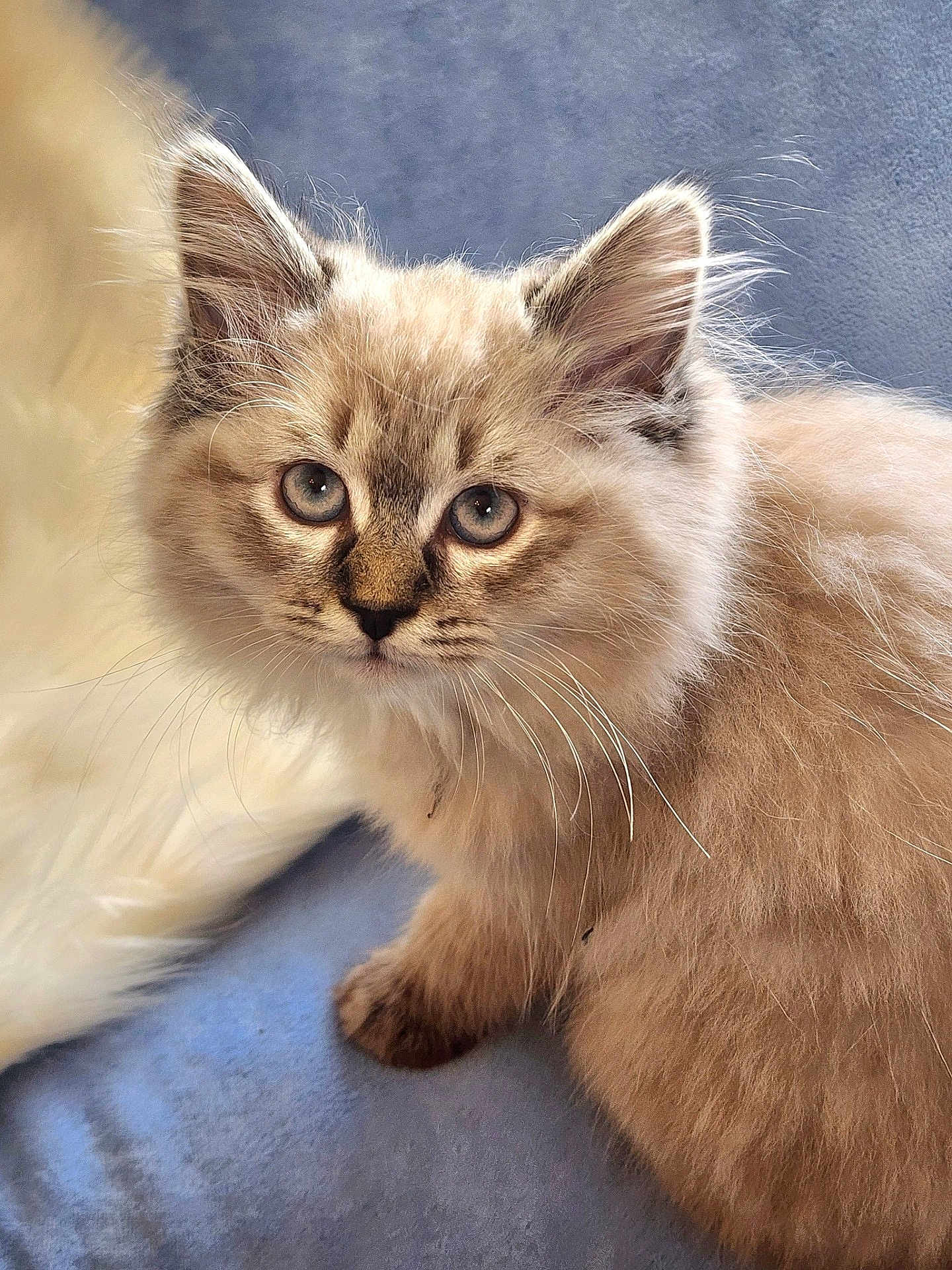 Tündé is registered to the contest to win money with this photo: adorable, animal, blue_eyes, cat, close_up, curious, cute, domestic_cat, feline, fluffy, furry, indoor, kitten, mammal, pet, portrait, small, soft_fur, whiskers, young