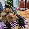 Honeybelle is registered to the contest to win money with this photo: dog, pet, costume, witch_hat, purple_stripes, black_cloth, tongue_out, long_hair, small_dog, indoor, living_room, wooden_floor, furniture, toys, dog_bed, close_up, cute, playful, animal, portrait