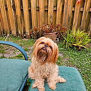 Honeybelle is registered to the contest to win money with this photo: dog, pet, fluffy, brown, outdoor, garden, fence, potted_plant, greenery, chair, cushion, grass, cute, small_dog, tongue_out, backyard, plant, wooden_fence, flag, relaxed
