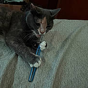 Mochi joined the competition — help win amazing prizes! cat, animal, pet, indoor, gray_cat, paw, claws, biting, tool, box_cutter, fabric, bed, curious, whiskers, playful, claw, closeup, domestic_cat, feline, resting