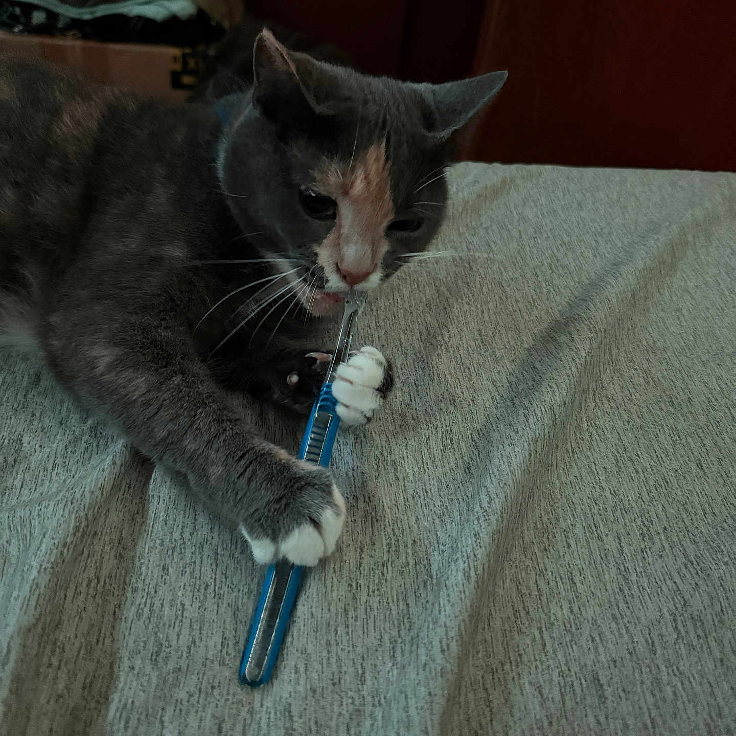 Mochi joined the competition — help win amazing prizes! animal, bed, biting, box_cutter, cat, claw, claws, closeup, curious, domestic_cat, fabric, feline, gray_cat, indoor, paw, pet, playful, resting, tool, whiskers