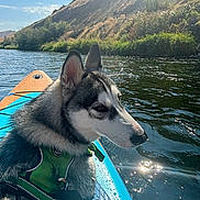 Emmy is registered to the contest to win money with this photo: dog, husky, water, river, kayak, life_vest, outdoor, nature, sunlight, reflection, hill, greenery, sky, animal, pet, water_sport, daytime, mammal, canine, adventure