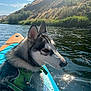 dog, husky, water, river, kayak, life_vest, outdoor, nature, sunlight, reflection, hill, greenery, sky, animal, pet, water_sport, daytime, mammal, canine, adventure