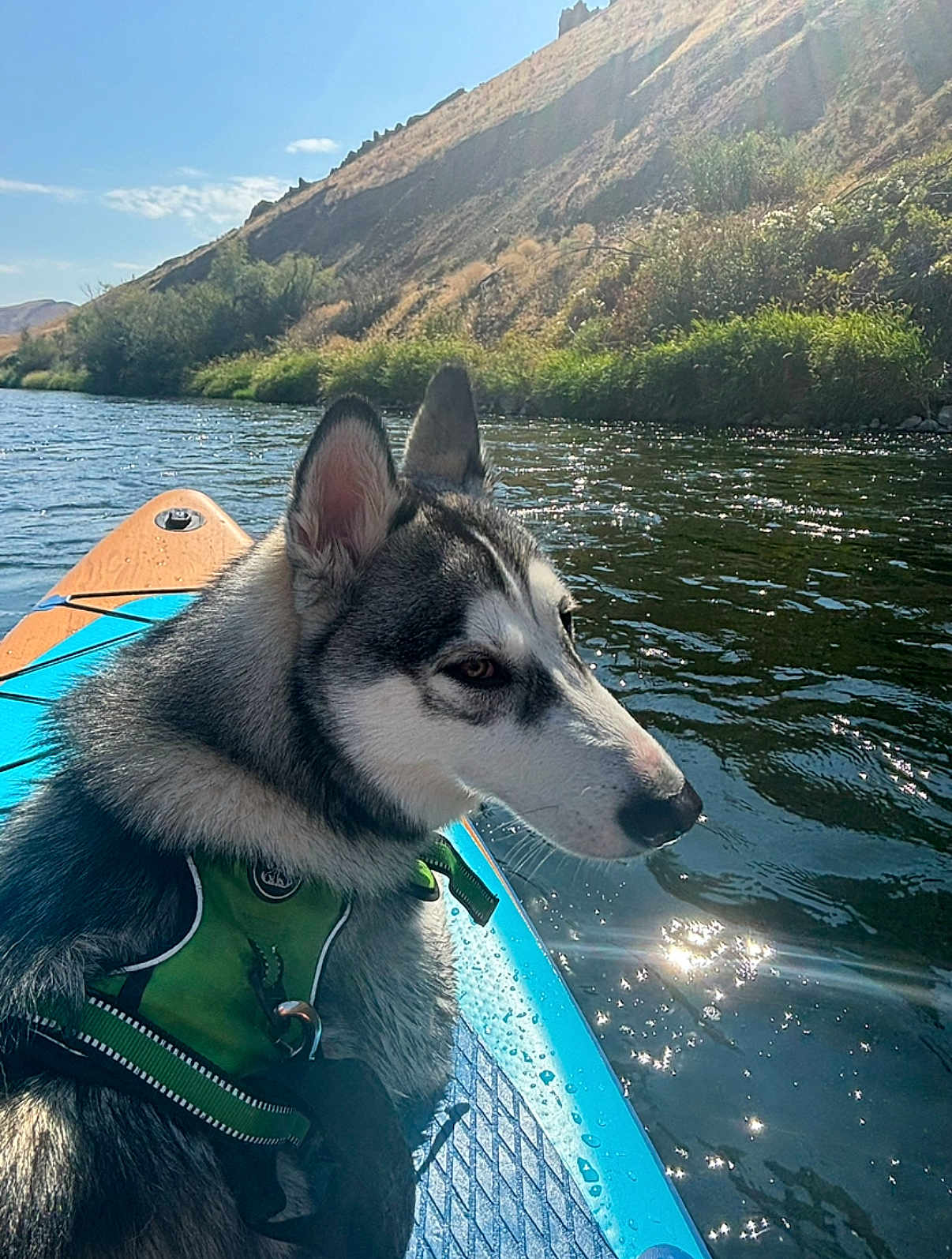Emmy is registered to the contest to win money with this photo: dog, husky, water, river, kayak, life_vest, outdoor, nature, sunlight, reflection, hill, greenery, sky, animal, pet, water_sport, daytime, mammal, canine, adventure