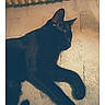 black_cat, sleeping_cat, cat, pet, animal, indoor, cozy, texture, cushion, relaxation, fur, whiskers, paw, quiet, rest, home, feline, closeup, shadow, soft_light