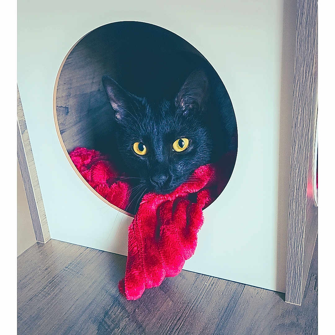 Blade a rejoint le concours — aidez-le/la à gagner de superbes lots ! black_cat, cat, yellow_eyes, plush_toy, red_toy, wooden_box, circular_hole, indoor, floor, pet, animal, curious, cute, feline, cozy, soft_lighting, toy, playful, close_up, portrait