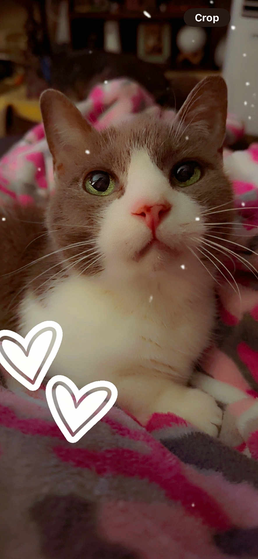 Jasmine