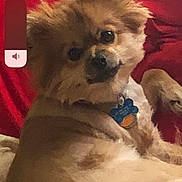 Littlebit is registered to the contest to win money with this photo: canidae, carnivore, companion_dog, dog, dog_breed, dog_supply, fawn, fur, german_spitz, liver, maltepoo, pet_supply, snout, sporting_group, terrier, tibetan_spaniel, toy_dog, volpino_italiano, working_animal, yorkipoo