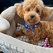 Lulu joined the competition — help win amazing prizes! adorable, animal, bed, bow, brown, canine, car, closeup, collar, cozy, cute, dog, fluffy, fur, indoor, leash, looking, pet, resting, seat