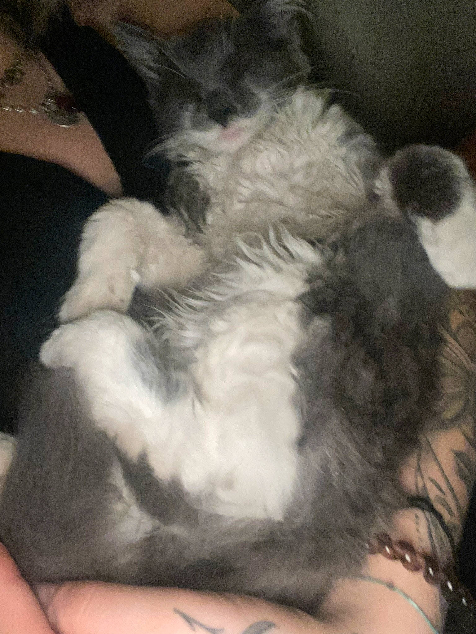 Peluche participe au concours pour gagner de l'argent avec cette photo : canidae, carnivore, claw, cloud, comfort, companion_dog, dog, dog_breed, felidae, finger, foot, fur, human_leg, nail, paw, small_to_medium_sized_cats, sporting_group, tail, toy_dog, whiskers